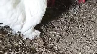 White  is a color?