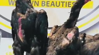 Standing with chicken
