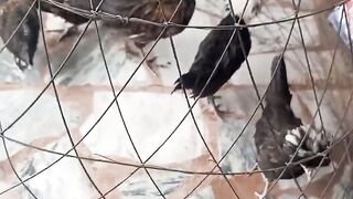 Chicken inside