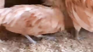 Brown chicken 2