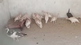 May kabi aisa