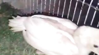 Grassy land chicken