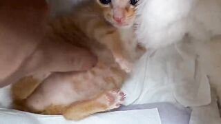 Kitten with a glutinous stomach