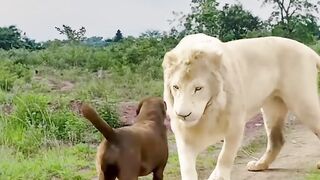 Funny video