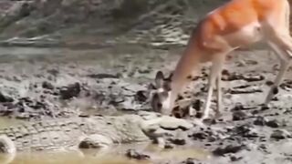 please_6 if you wanna laugh every day #funnycat #funnyanimal