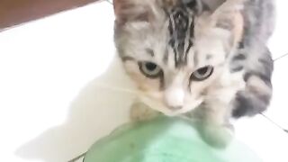 SABAR IKHLAS DALAM MEMBERI MAKANAN KEPADA KUCING