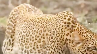 Technique de chasse