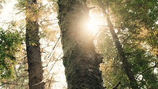 soundless forest