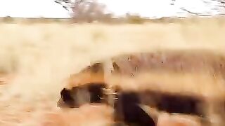 Le ratel
