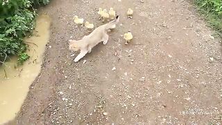 Cute ???? kitten /duck kitten/funny duck kitten