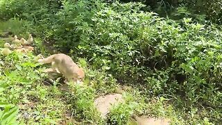 Duck kitten in jungle/funny duck kitten /cute ducks kitten