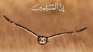 ·  The holy Quran ❤️
