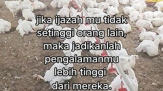 ayam broiler || kata kata lucu 549