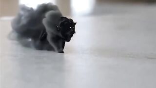 Fog animal animation