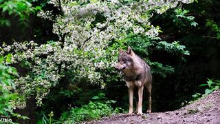 The Dog and the Wolf. short story