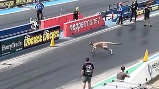 Amazing video 194