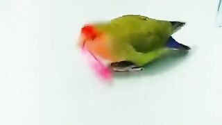 Parrot_smart_????????_show_#parrotshorts_#shorts(480p).