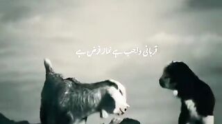 3d wallpaper video And ceelilng