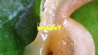 Mind-Blowing Snail Facts You Didn't Know!