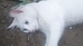 Bichou ????
