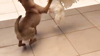 funny animals videos try not to laugh