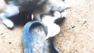Cat v chicken