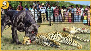 15 Moments When Hungry Leopards Broke Into People's Houses to Hunt Dogs | Animal Fight