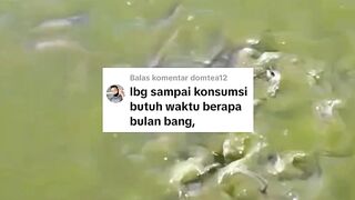 Dari lele ukuran LBG ke ukuran lele konsumsi butuh waktu berapa lama❓