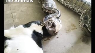 Snake extremely