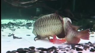 Fish farming
