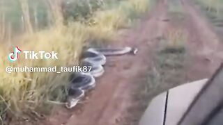 Ular besardi pinggir jalan