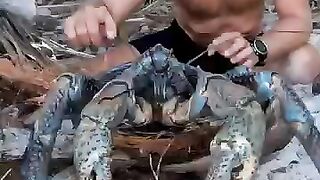 Udang yang sangat besar