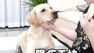 funny  dog  videos try not to laugh #20