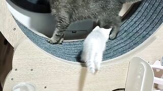 Funny cat 286