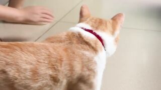 funny cat 118