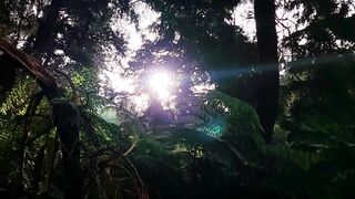 beautiful forest view