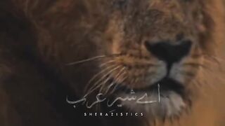 Mola ali 4