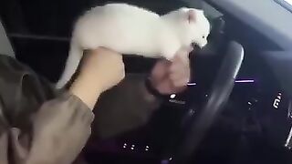 Funny animaux 4
