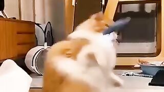 Cats funny