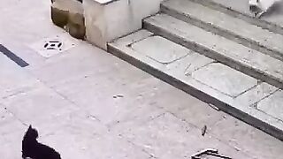 Dog Attacking a Cat