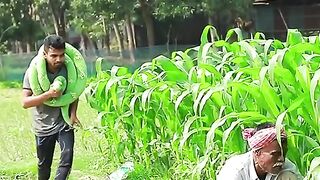سانپ کا ڈار