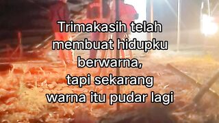 ayam broiler || kata kata lucu 557