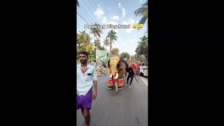 Elephant dance????