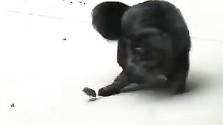 Smartest Mouse Ever ..#