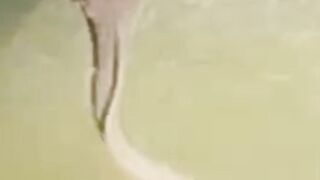 Penyakit KUNING Aeromonas Sirip Merah Moncong Putih Kulit mengelupas kita obati dengan ini