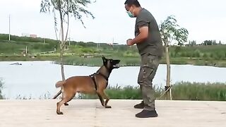 Malinois_training_dog_#malinois_#becgie#germanshepherd_#chó_#pets_#dog(480p).