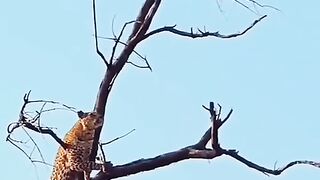#viral_#youtubeshorts_#shorts(480p).