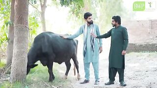 Chor Mulazim - Khizar Omer - Bwp Production (360p).