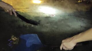 Berburu ikan malam harii