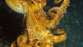 World's largest deep-sea octopus nursery discovered